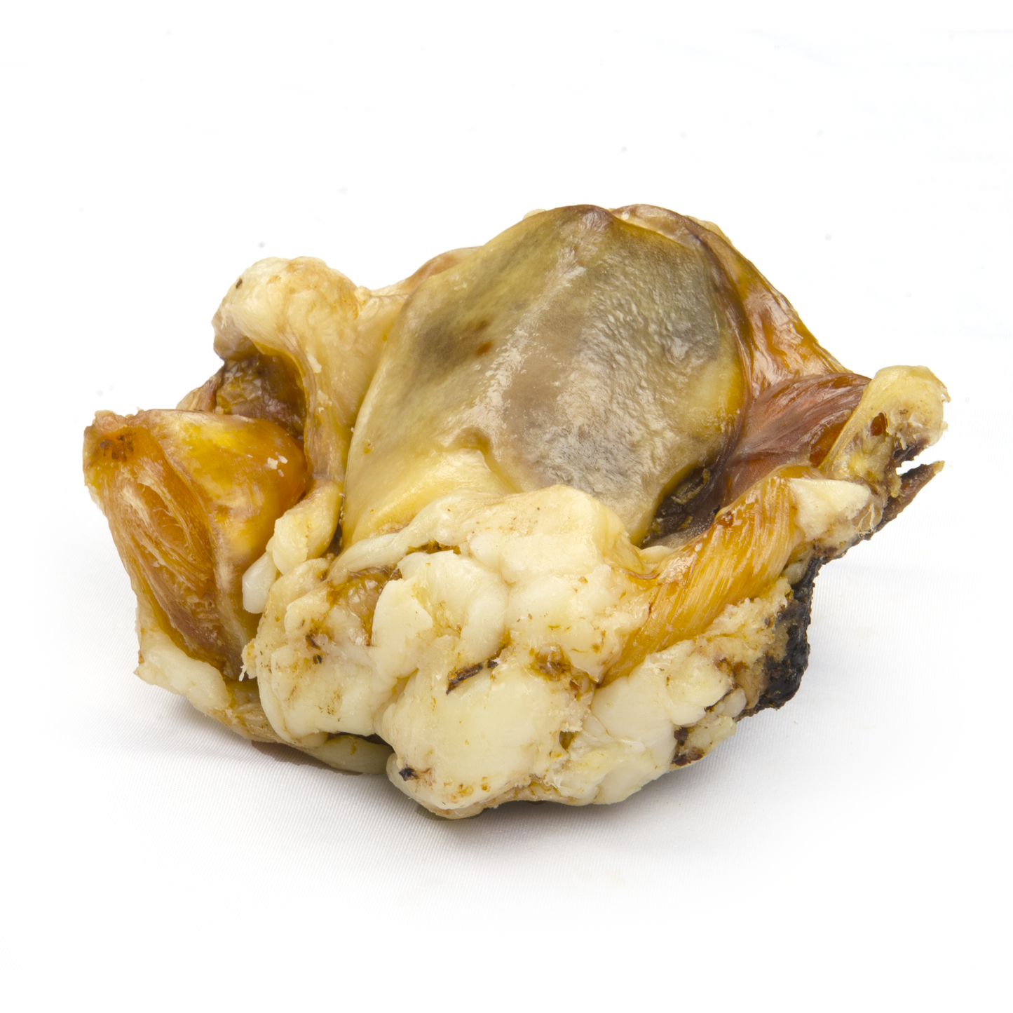 Small Beef Knuckle Bone