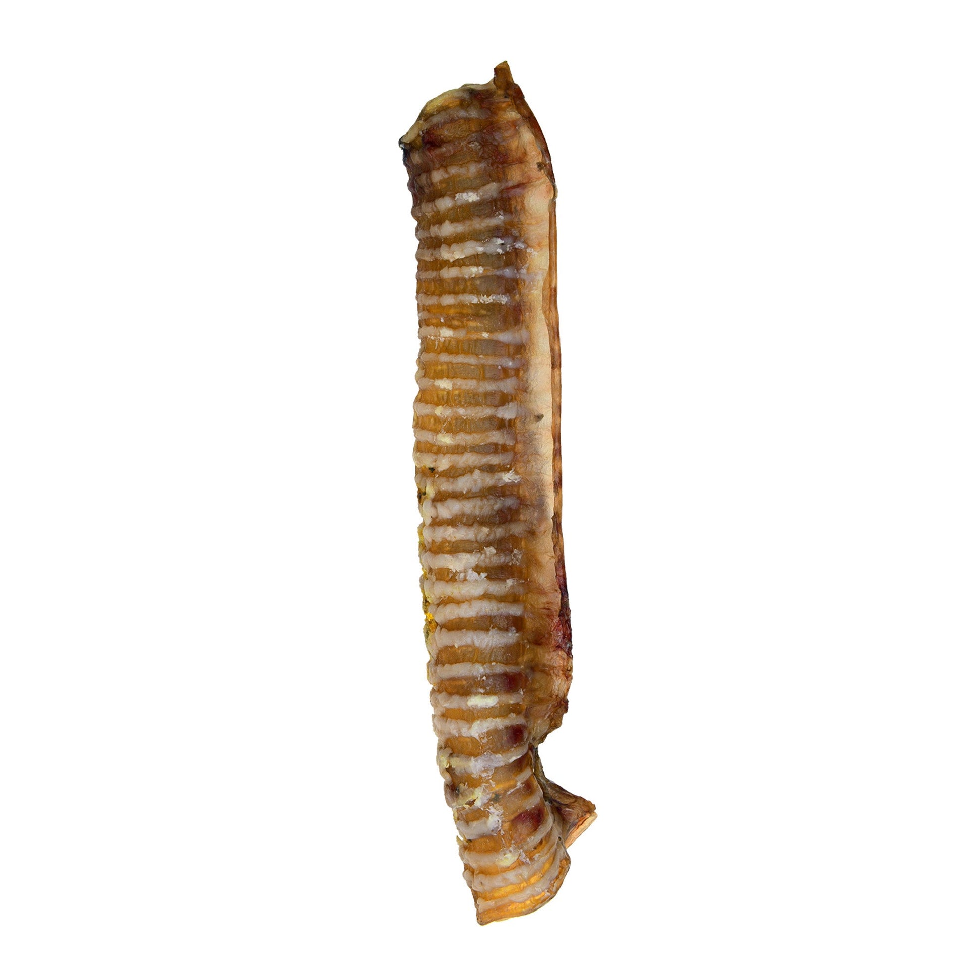 Beef Trachea - Premium Feeders - Premium Feeders - Dog Treats