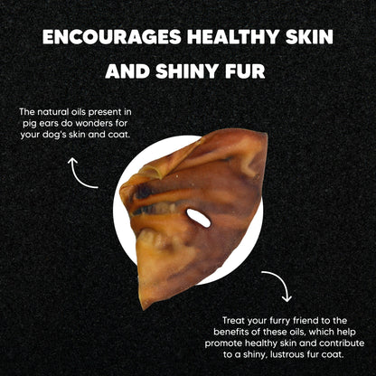 Pig Ear - Large - Premium Feeders - Premium Feeders - Dog Treats